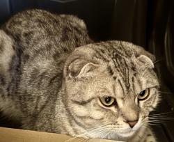 Found/Stray Male Cat last seen Roosevelt school, San Leandro, CA 94603