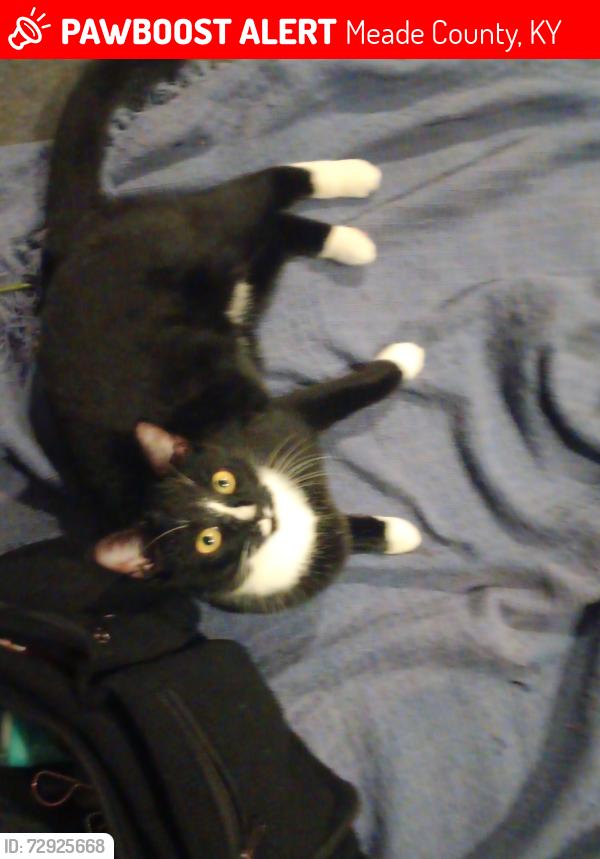 Lost Female Cat last seen Dollor general, Meade County, KY 40117