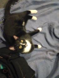 Lost Female Cat last seen Dollor general, Meade County, KY 40117