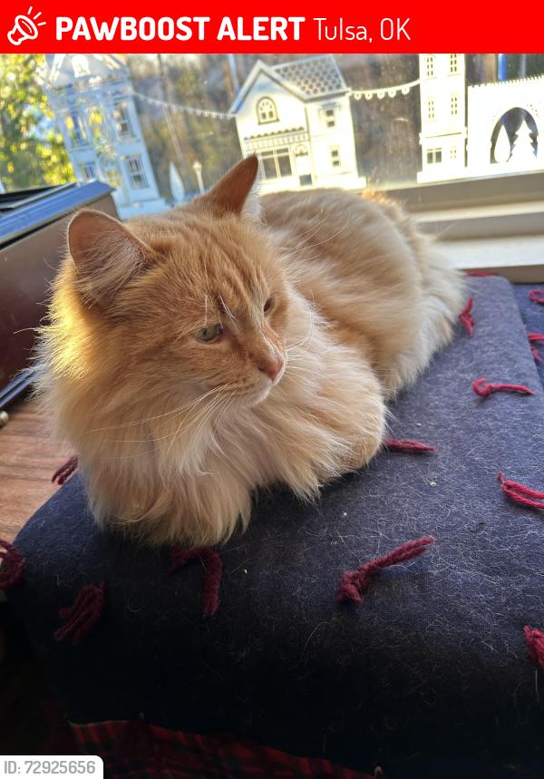 Lost Male Cat last seen 31st St & Sheridan Ave, Tulsa, OK 74114