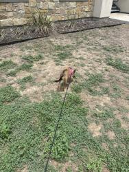 Shelter Stray Female Dog last seen Near BLOCK OLD PEARSALL RD, San Antonio, TX 78227
