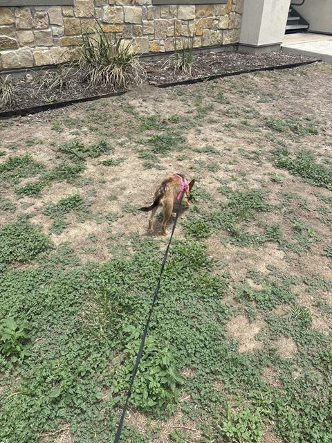 Shelter Stray Female Dog last seen Near BLOCK OLD PEARSALL RD, San Antonio, TX 78227