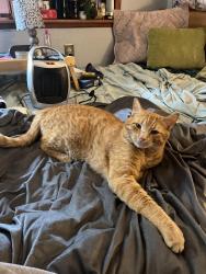Reunited Male Cat last seen Last saw him in my driveway around noon, Seattle, WA 98126