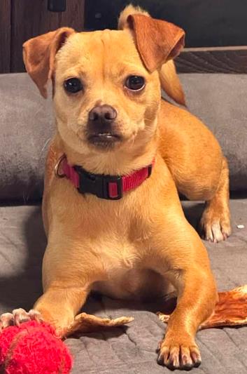 Shelter Stray Female Dog last seen BLOCK OF 600 W CYPRESS ST, San Antonio, TX 78227