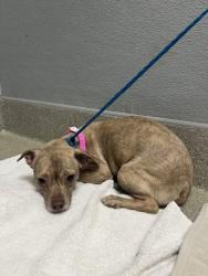 Shelter Stray Female Dog last seen Near BLOCK N NELLIS BLVD, LAS VEGAS NV 89115, Las Vegas, NV 89101