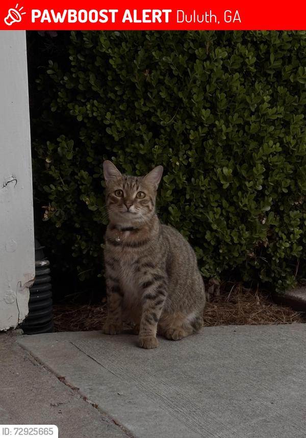 Lost Male Cat last seen Abbotts Bridge Rd, Abbotts Station , Duluth, GA 30097