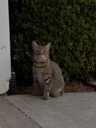 Lost Male Cat last seen Abbotts Bridge Rd, Abbotts Station , Duluth, GA 30097