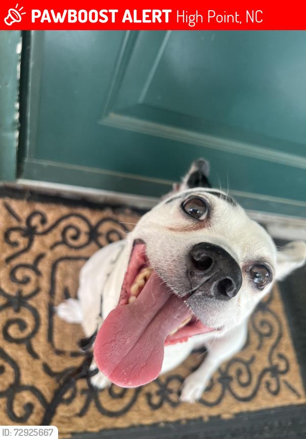 Lost Male Dog last seen  Club Ridge, High Point, NC 27265