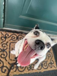 Lost Male Dog last seen  Club Ridge, High Point, NC 27265