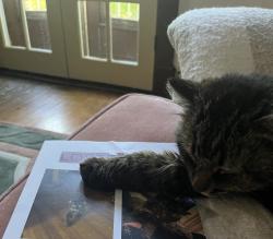 Reunited Male Cat last seen Christophe Colomb, Montréal, QC H2J 1L1