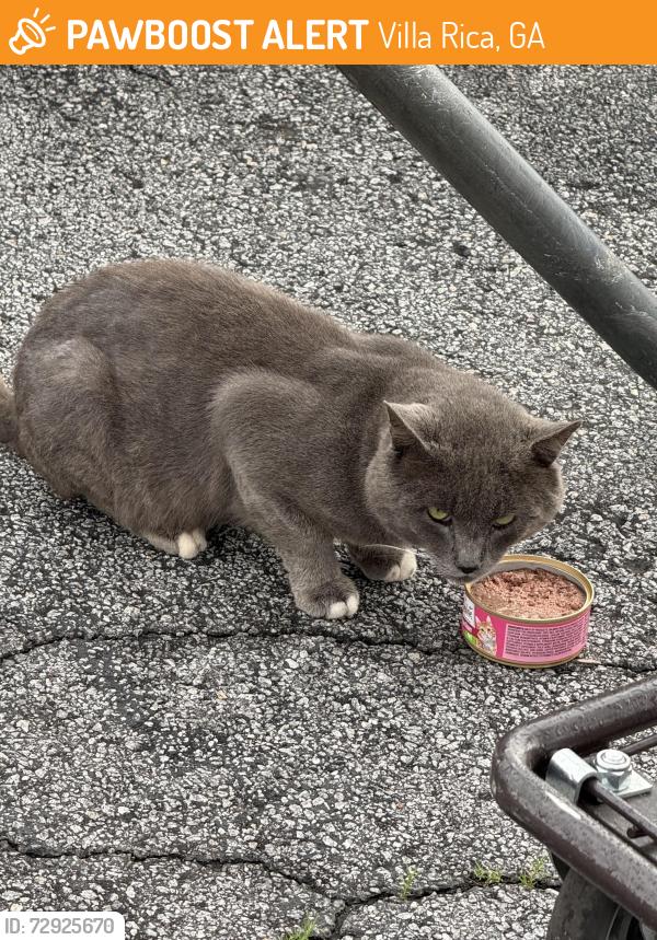 Found/Stray Unknown Cat last seen Engles in Villa Rica Ga, Villa Rica, GA 30180