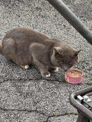 Found/Stray Unknown Cat last seen Engles in Villa Rica Ga, Villa Rica, GA 30180