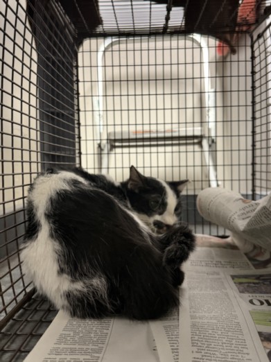 Shelter Stray Male Cat last seen , Chatsworth, CA 91311
