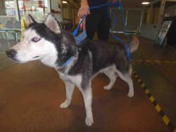 Shelter Stray Male Dog last seen , Los Angeles, CA 91405