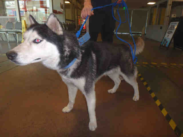 Shelter Stray Male Dog last seen , Los Angeles, CA 91405