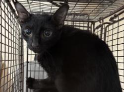 Shelter Stray Female Cat last seen , San Pedro, CA 90731