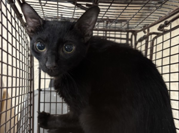 Shelter Stray Female Cat last seen , San Pedro, CA 90731