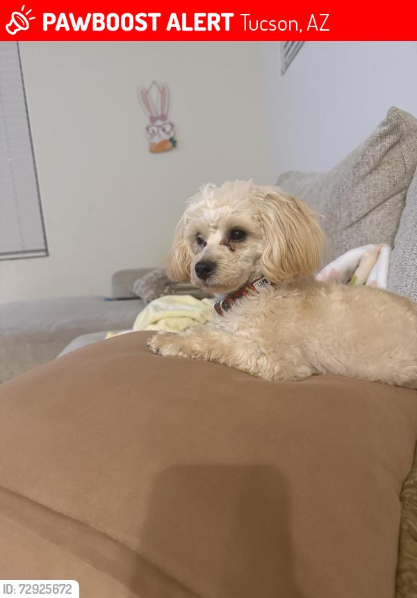 Lost Male Dog last seen Tucker St and cardinal (Cardinal park), Tucson, AZ 85746