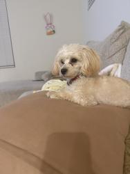 Lost Male Dog last seen Tucker St and cardinal (Cardinal park), Tucson, AZ 85746