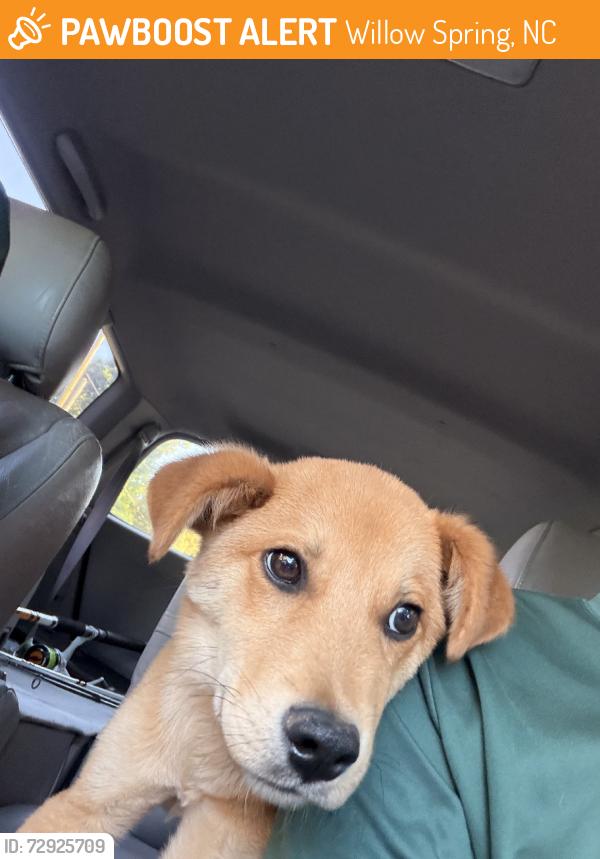 Found/Stray Male Dog last seen Near , Willow Spring, NC 27592