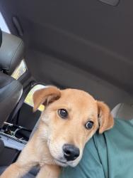 Found/Stray Male Dog last seen Near , Willow Spring, NC 27592