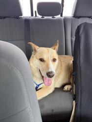 Found/Stray Female Dog last seen Near on ramp to I-30 W, Fort Worth, TX 76107