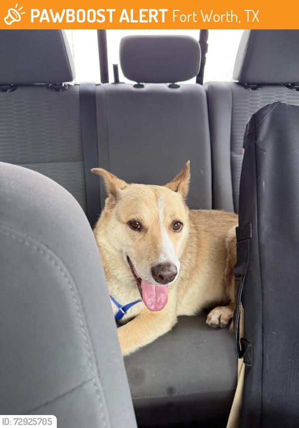 Found/Stray Female Dog last seen Near on ramp to I-30 W, Fort Worth, TX 76107