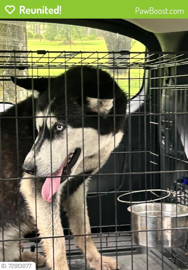 Reunited Male Dog last seen Fm314 & 858, Ben Wheeler, TX 75754