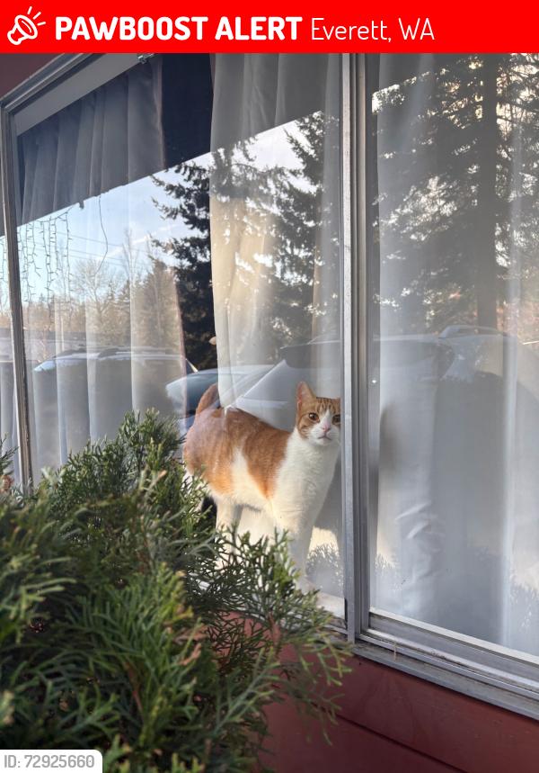 Lost Male Cat last seen By paine field and airport road, Everett, WA 98204
