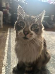 Reunited Male Cat last seen Between Willow & Walnut on San Antonio Ave., Alameda, CA 94501