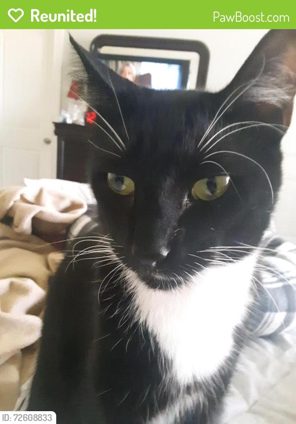 Reunited Male Cat last seen Sleep Inn- Veterans Parkway , Garner, NC 27520