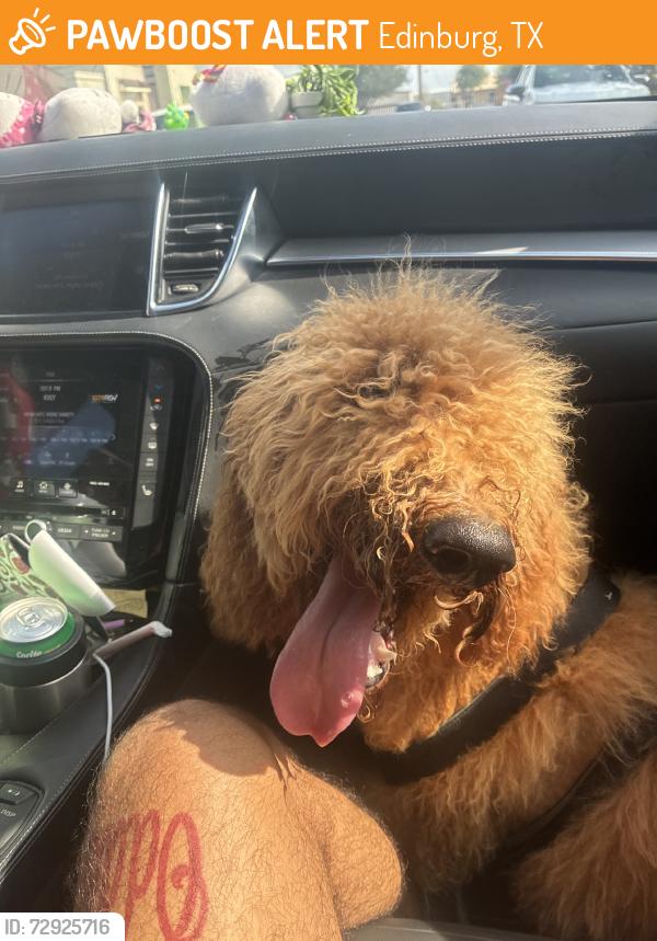 Found/Stray Unknown Dog last seen By jackson ans shunior, Edinburg, TX 78541