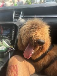 Found/Stray Unknown Dog last seen By jackson ans shunior, Edinburg, TX 78541