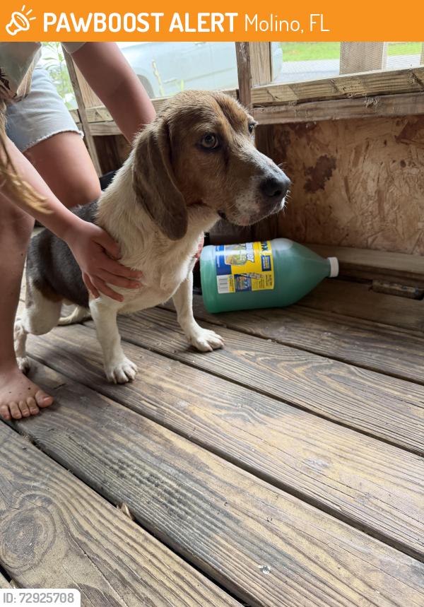 Found/Stray Male Dog last seen Molino Rd and Brickyard Rd, Molino, FL 32577