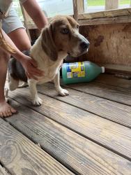 Found/Stray Male Dog last seen Molino Rd and Brickyard Rd, Molino, FL 32577