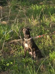 Reunited Female Dog last seen Town Creek Rd, Kelly Rd, Brewer Rd, Hooper Rd, Cleveland, GA 30528