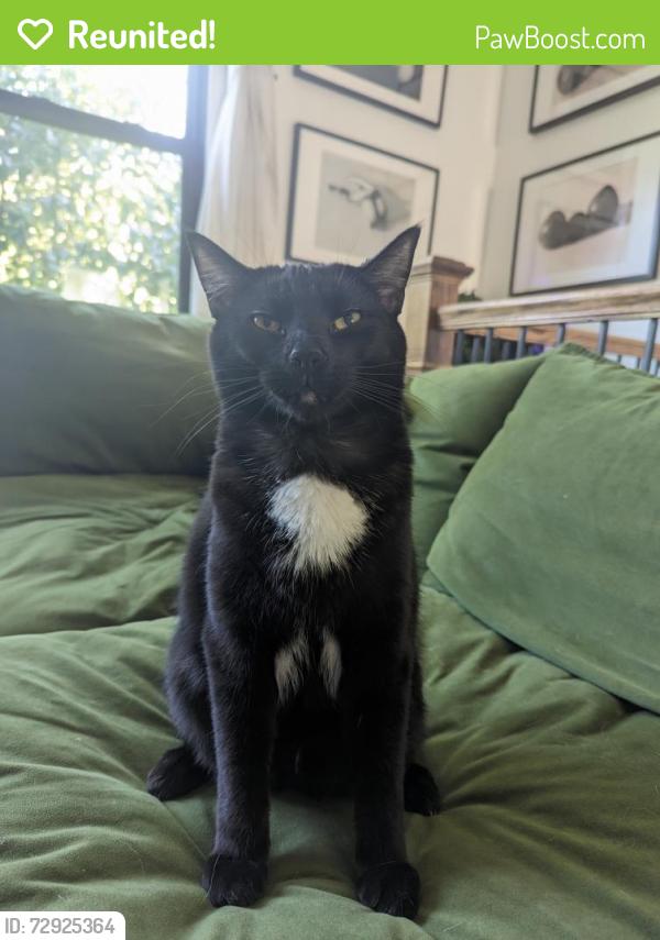 Reunited Male Cat last seen 42nd Street and German Church Rd. , Indianapolis, IN 46235