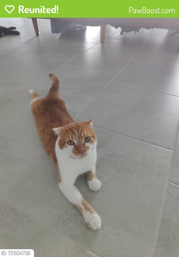 Reunited Male Cat last seen Cloverly Ln and Moonstar Ct. , Punta Gorda, FL 33955