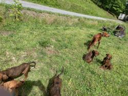 Found/Stray Female Dog last seen Tester Hollow, Piney Flats, TN 37686