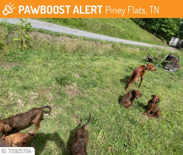 Found/Stray Female Dog last seen Tester Hollow, Piney Flats, TN 37686