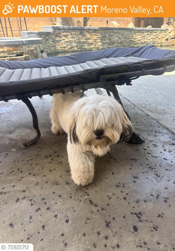 Found/Stray Male Dog last seen Krameria Av and Kitching St. (Bethune Park), Moreno Valley, CA 92551