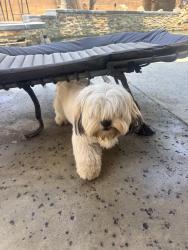 Found/Stray Male Dog last seen Krameria Av and Kitching St. (Bethune Park), Moreno Valley, CA 92551