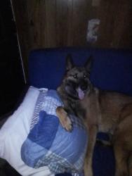 Found/Stray Male Dog last seen Glenview Str Archdale NC, Archdale, NC 27263