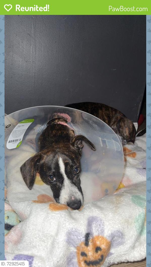 Reunited Female Dog last seen Varnell police department , Varnell, GA 30756