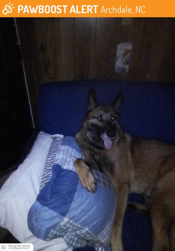 Found/Stray Male Dog last seen Glenview Str Archdale NC, Archdale, NC 27263