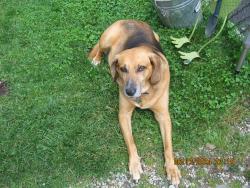 Reunited Male Dog last seen Knoll Drive, Barre, VT 05641, Barre, VT 05641