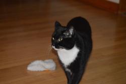 Reunited Male Cat last seen Pelzer Highway and Brown Circle across from West End Elementary, Easley, SC 29642
