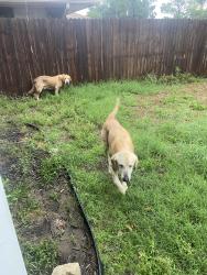 Found/Stray Male Dog last seen Sanford Street, Arlington, TX 76012