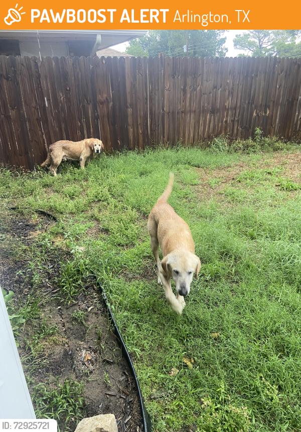 Found/Stray Male Dog last seen Sanford Street, Arlington, TX 76012