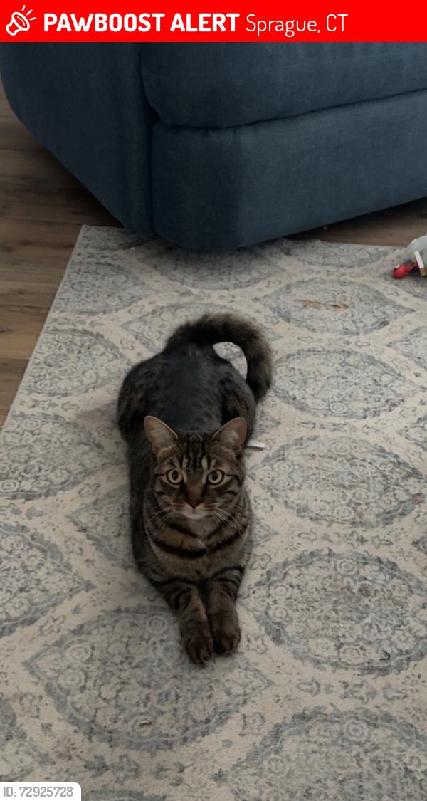 Lost Male Cat last seen River street and 1st ave, Sprague, CT 06330